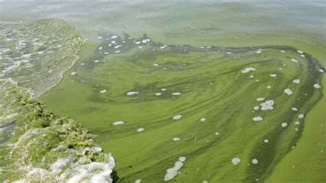 Scientists provide update on algae bloom impacting marine life